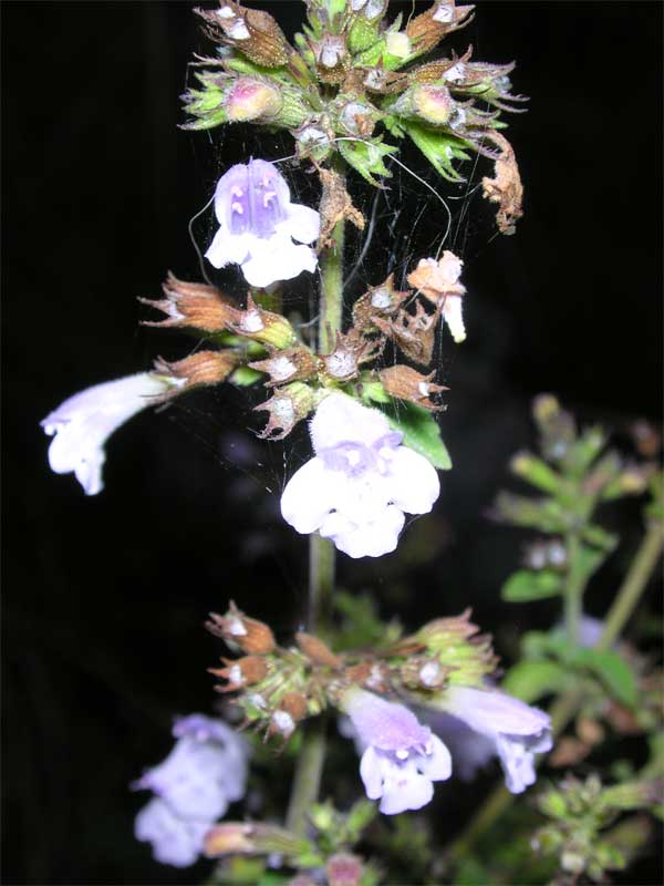 Calamintha nepeta