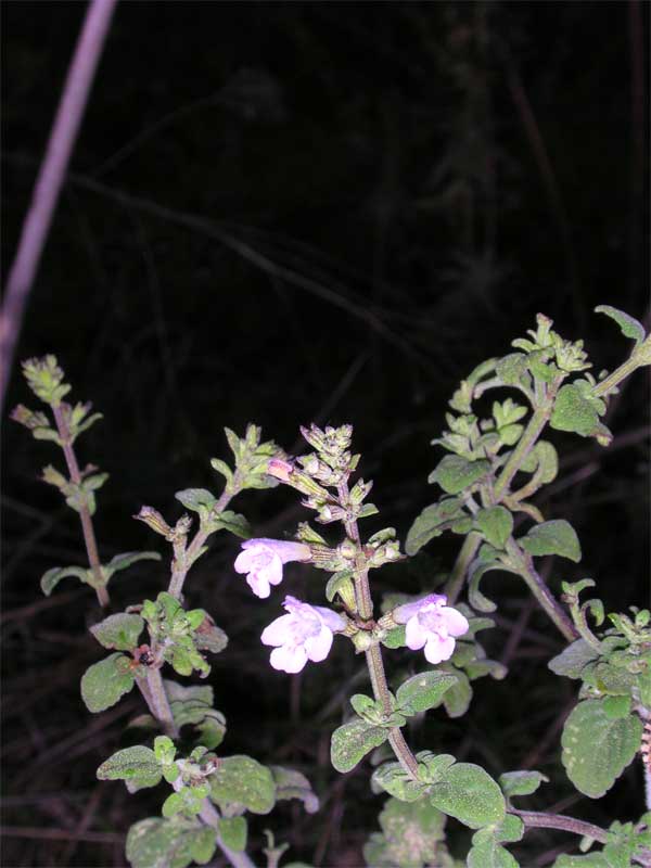 Calamintha nepeta