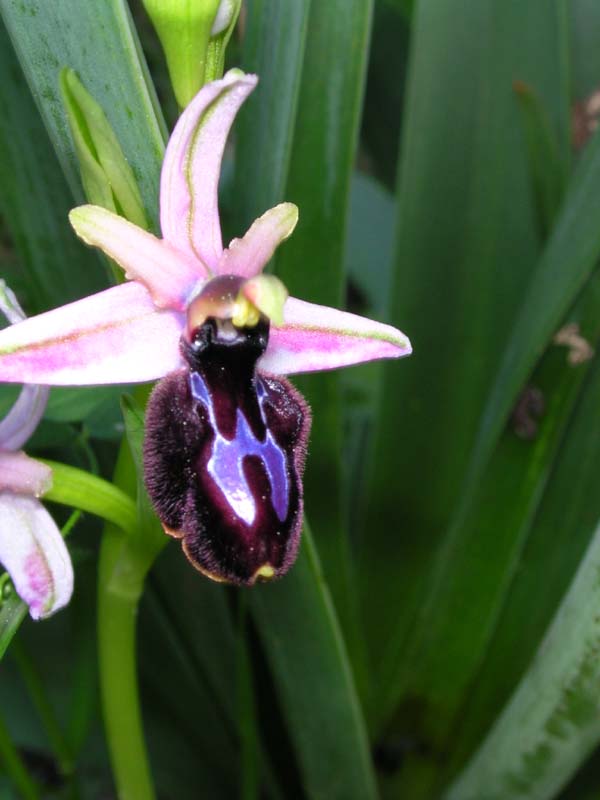 Ibrido: Ophrys bertolonii x O. incubacea