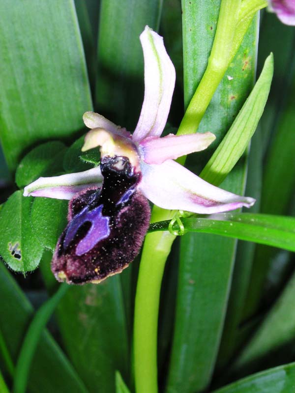 Ibrido: Ophrys bertolonii x O. incubacea