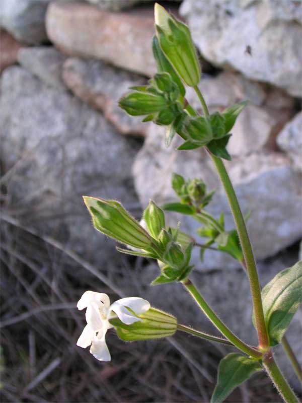 Silene latifolia / Silene bianca