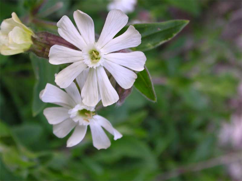 Silene latifolia / Silene bianca