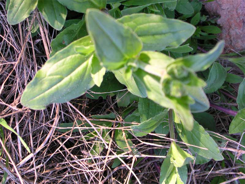 Silene latifolia / Silene bianca