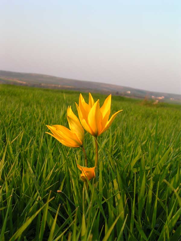 Tulipa sylvestris / Tulipano selvatico dei campi