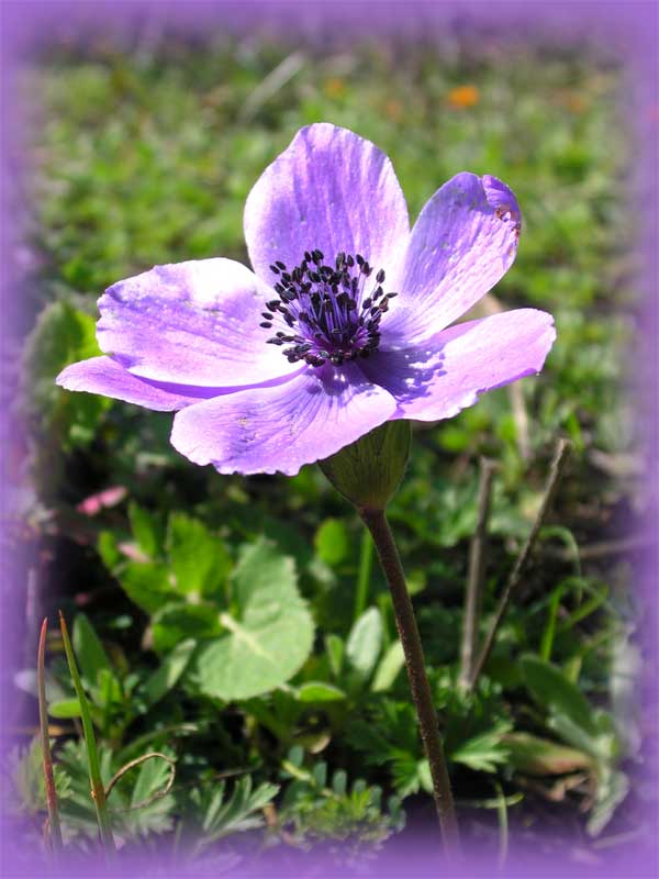 Anemone coronaria / Anemone dei fiorai