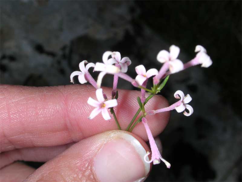 Asperula cynanchica