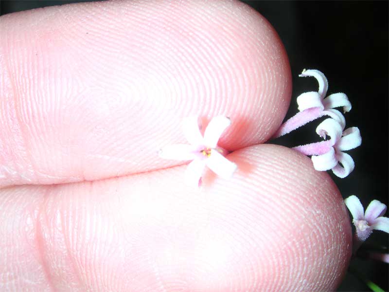 Asperula cynanchica