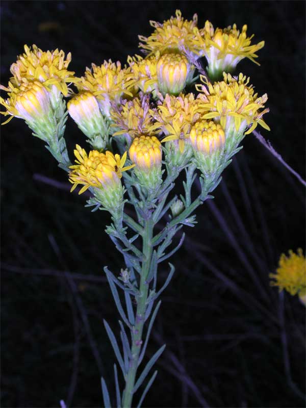 Galatella linosyris (=Aster linosyris) / Spilli d''oro