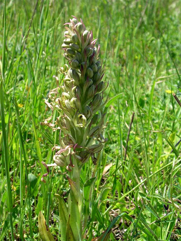 Himantoglossum hircinum