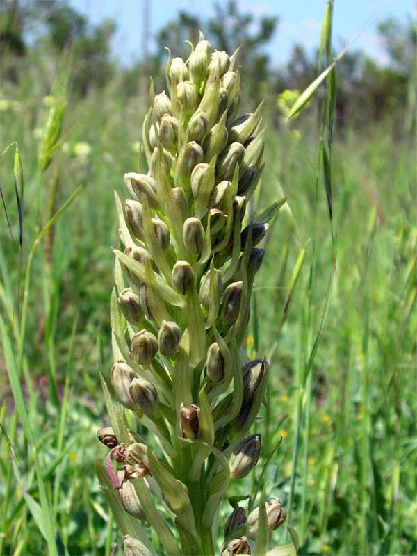 Himantoglossum hircinum