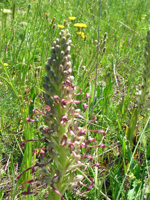 Himantoglossum hircinum