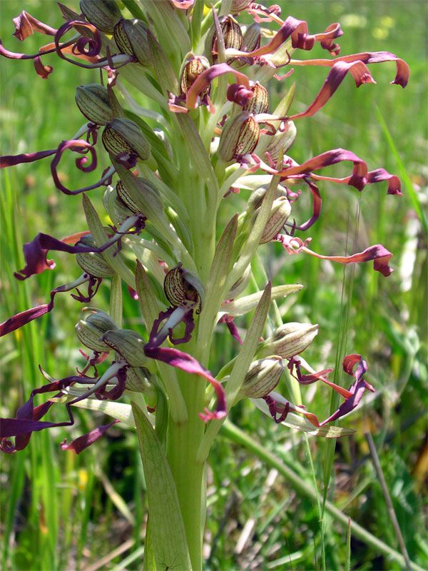 Himantoglossum hircinum