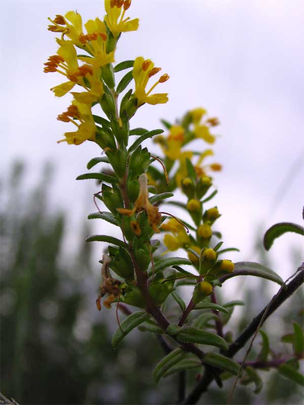 Odontites luteus / Perlina gialla