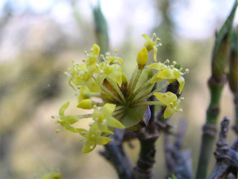 Cornus mas / Corniolo maschio