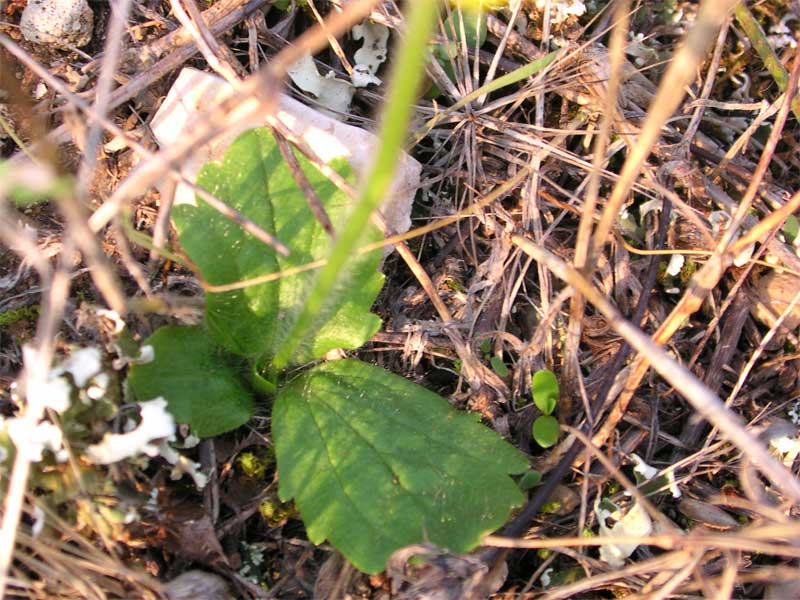 quale eliantemo? Ranunculus bullatus