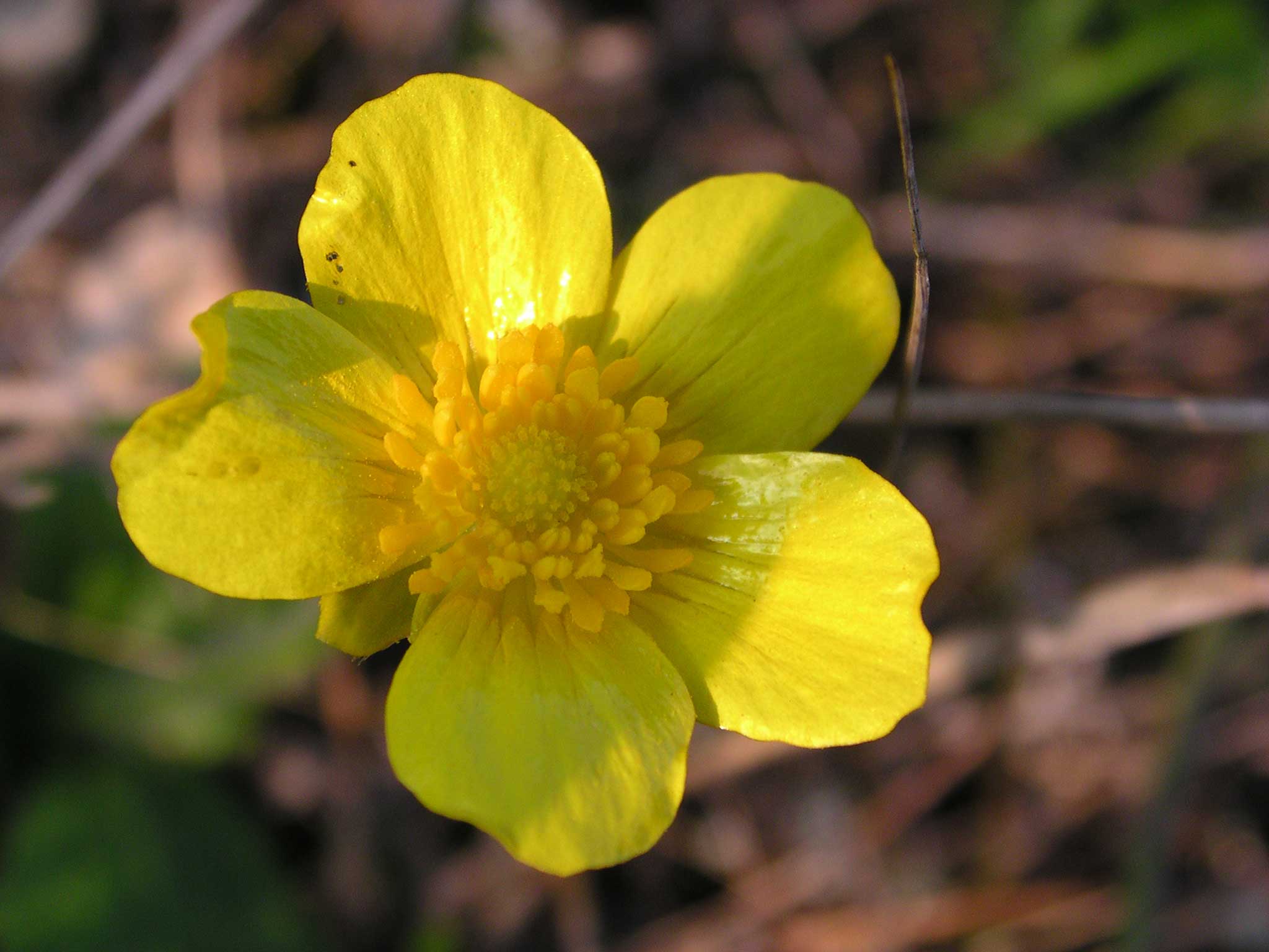 quale eliantemo? Ranunculus bullatus