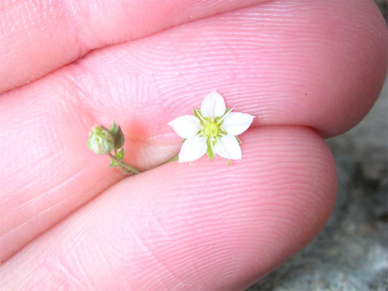 fiore ignoto di macchia