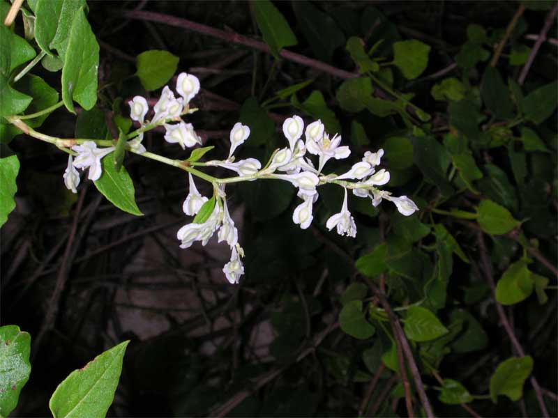 Fallopia baldschuanica (=Fallopia aubertii)  / Poligono del Turkestan