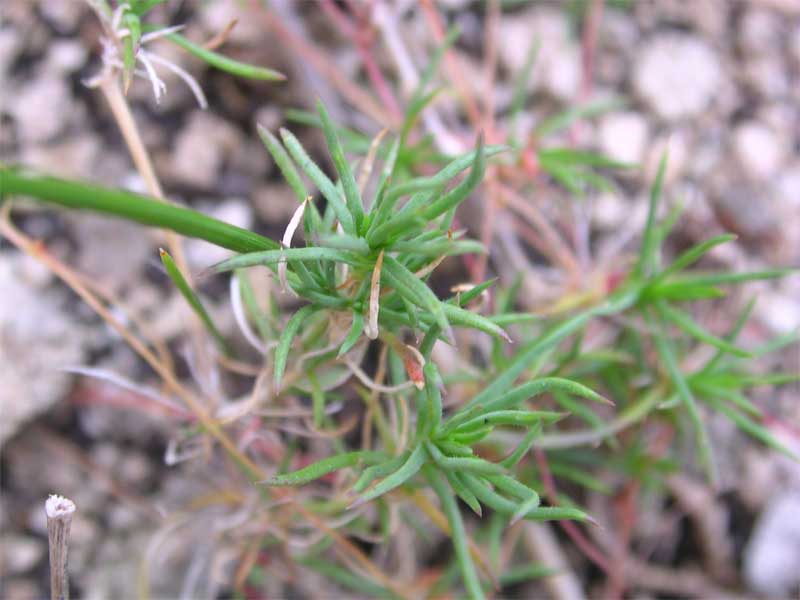 fiore ignoto di macchia