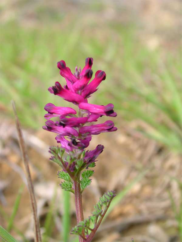 Fumaria officinalis / Fumaria comune