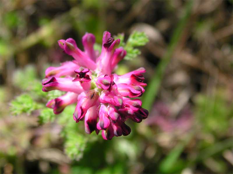 Fumaria officinalis / Fumaria comune