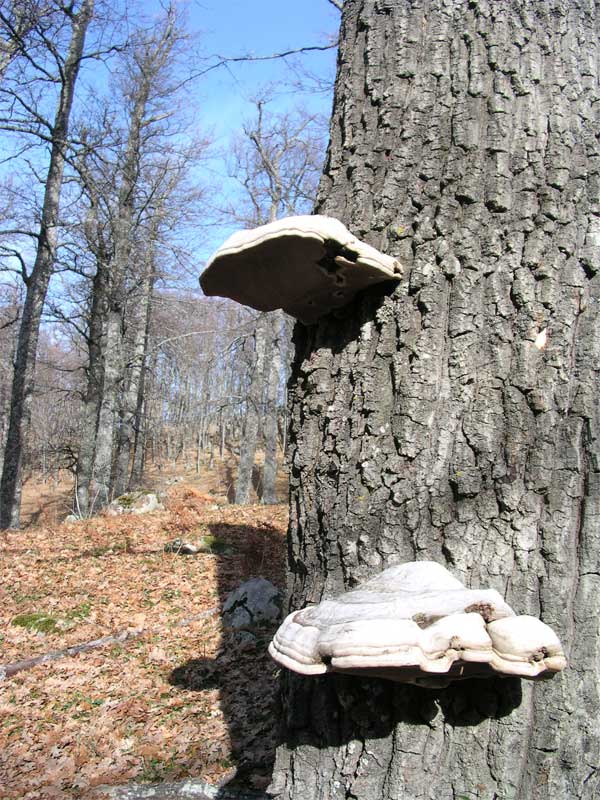 Parco regionale Gallipoli-Cognato e piccole dolomiti lucane