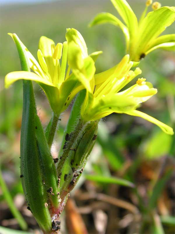 Gagea foliosa???