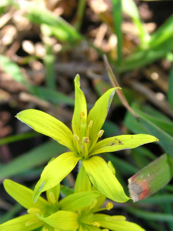 Gagea foliosa???