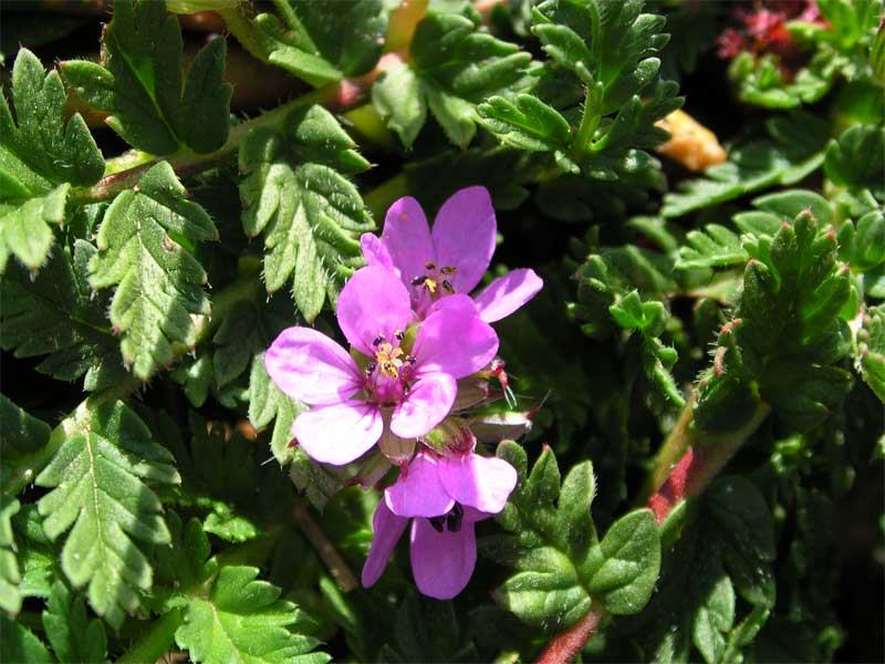 Erodium sp.