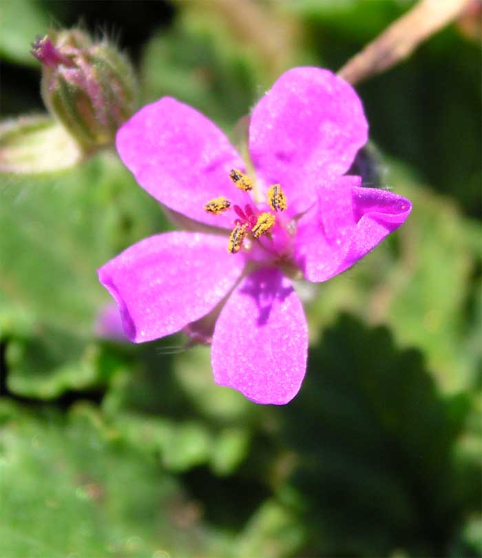 Erodium sp.