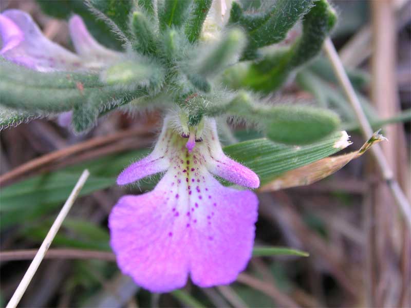 Due Ajuga dalle Murge ...