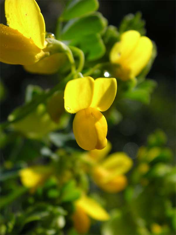 Coronilla valentina / Coronilla di Valencia