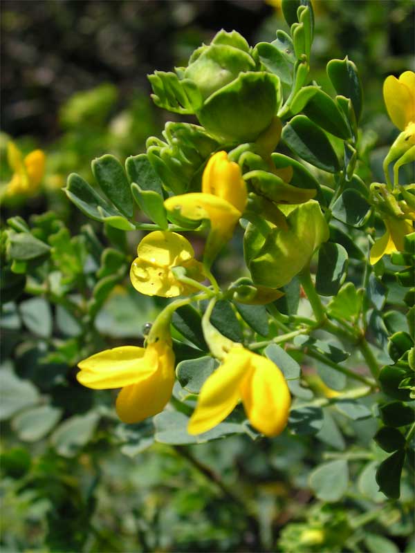 Coronilla valentina / Coronilla di Valencia