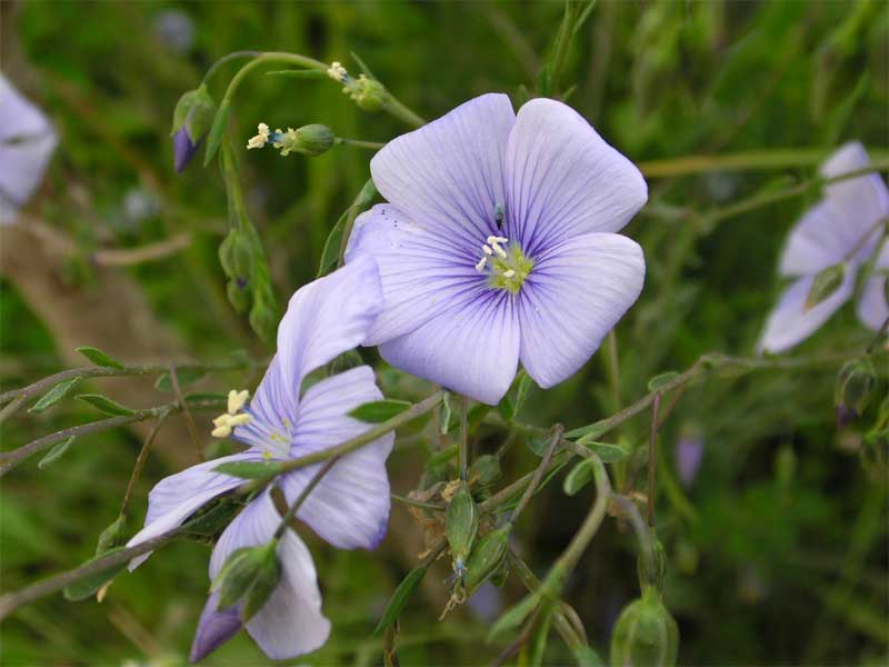 Linum da determinare