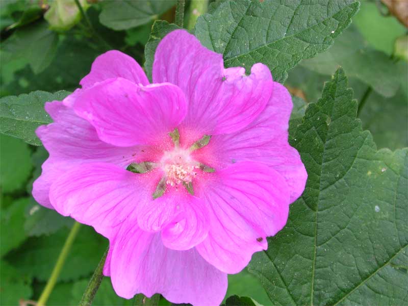 Malva Thuringiaca / Malvone di Turingia