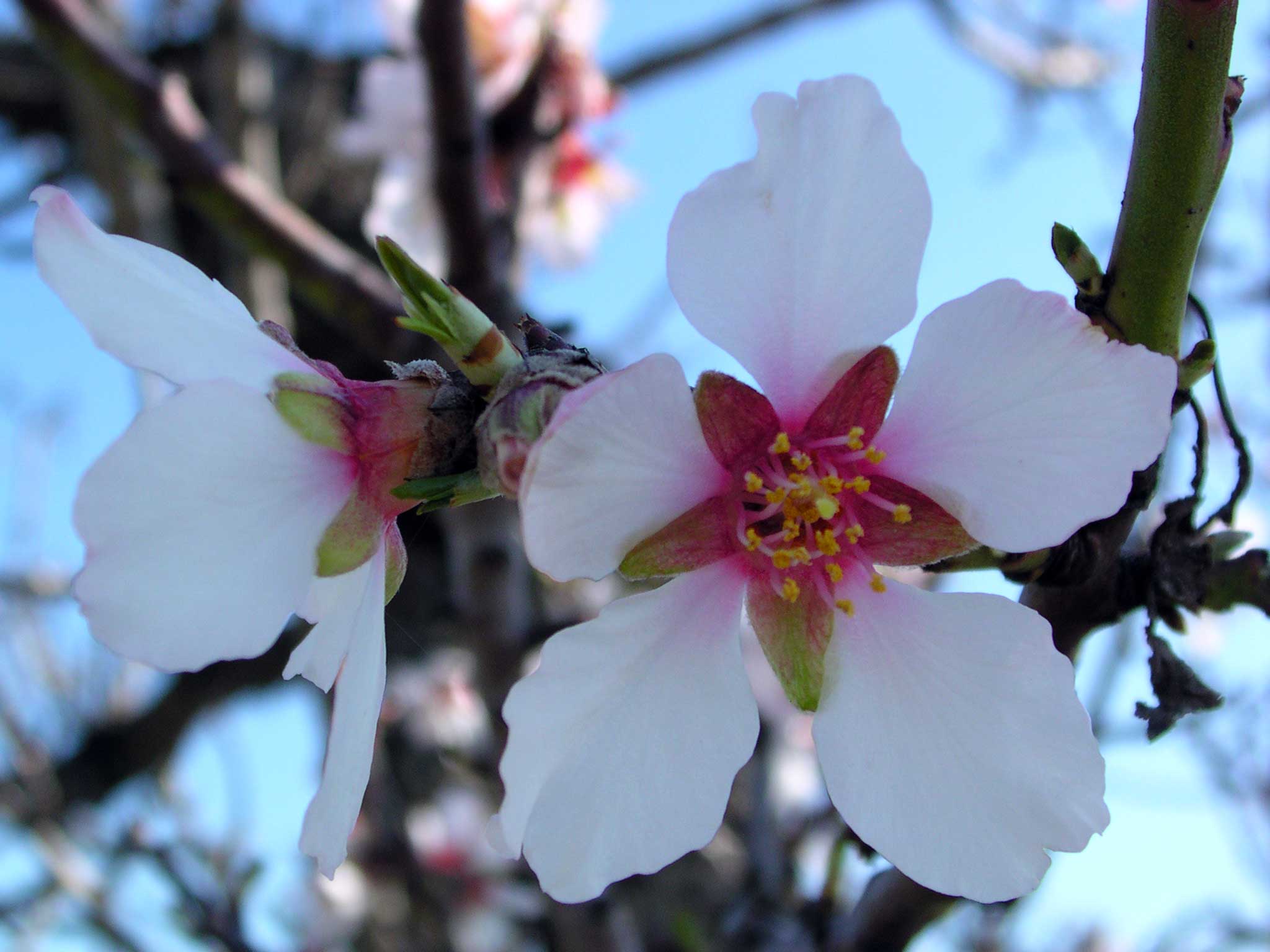 Prunus dulcis / Mandorlo