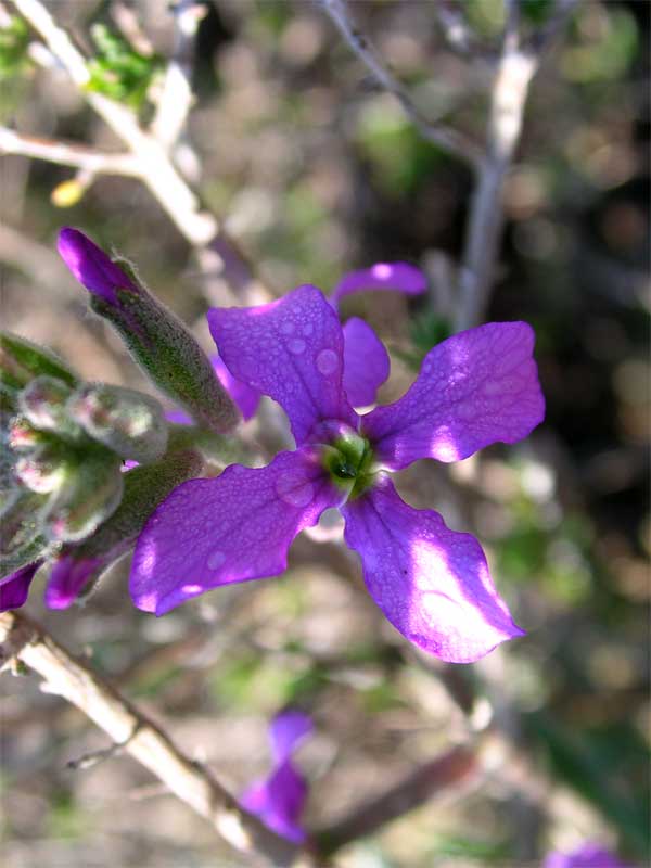 Matthiola sp.??