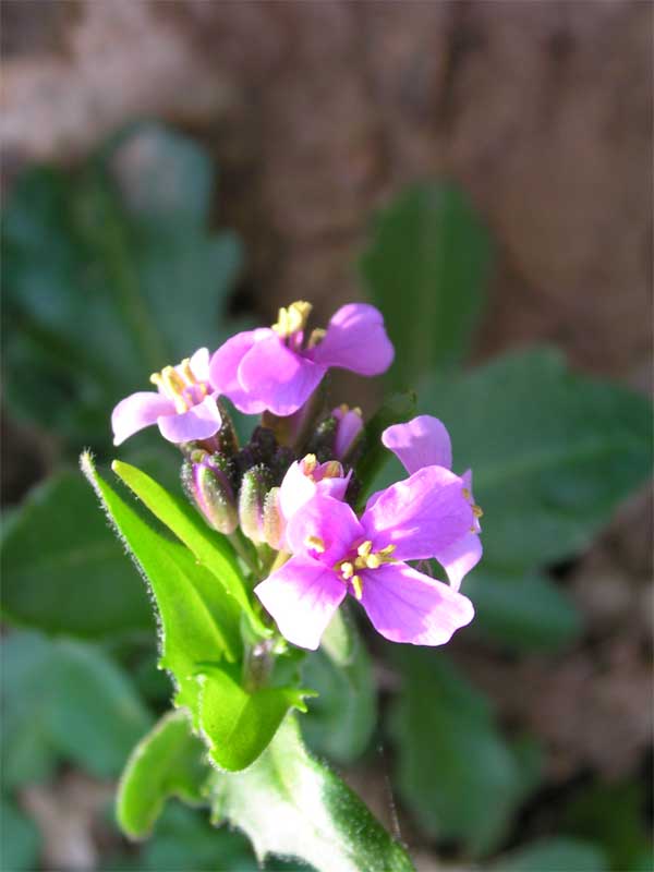 Arabis collina subsp. rosea / Arabetta rosea