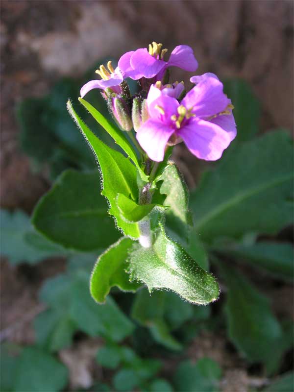 Arabis collina subsp. rosea / Arabetta rosea