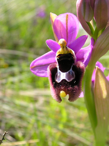 Ibrido Op. bertolonii x Op. tenthredinifera