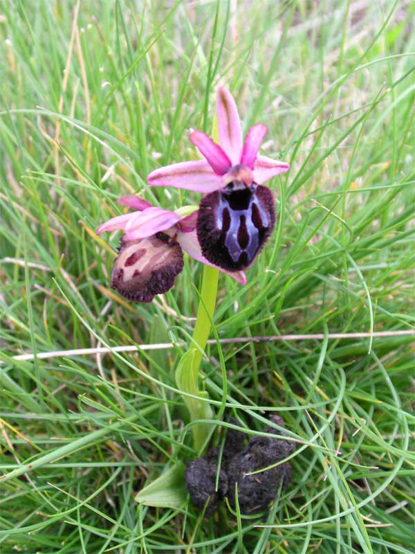Ophrys sipontensis / Orchidea di Siponto