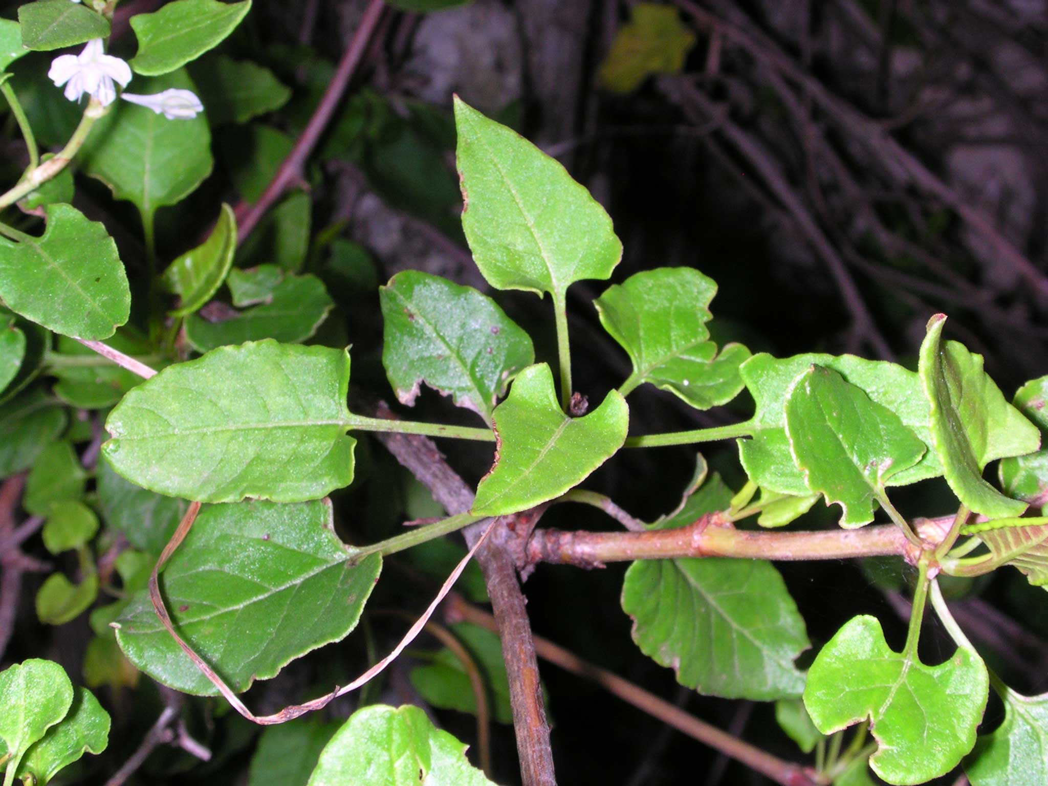 Fallopia baldschuanica (=Fallopia aubertii)  / Poligono del Turkestan