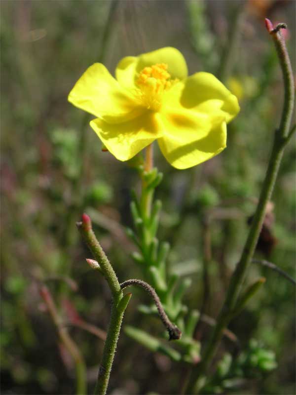 quale eliantemo? Ranunculus bullatus