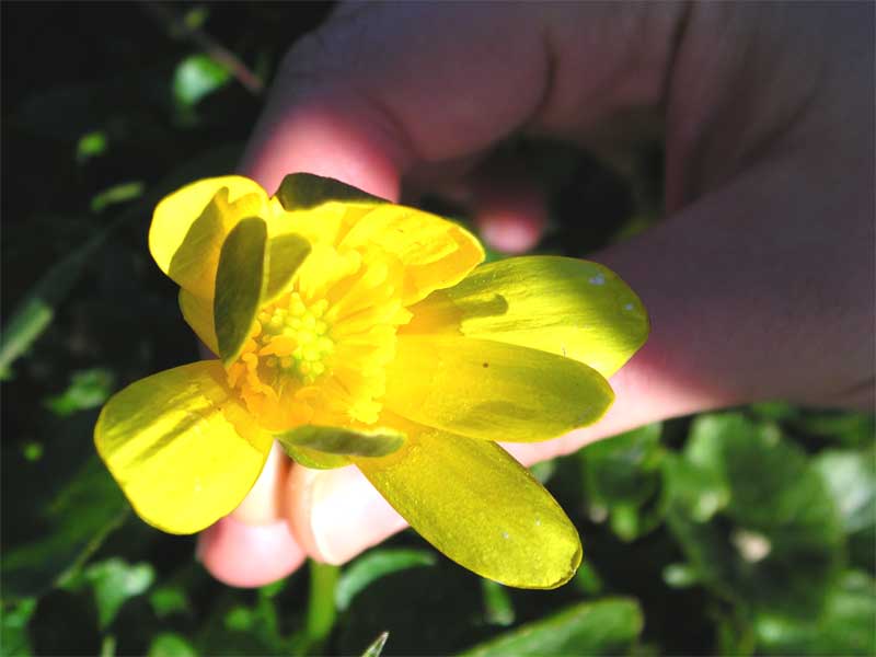 Ficaria verna (=Ranunculus ficaria) subsp. ficariiformis