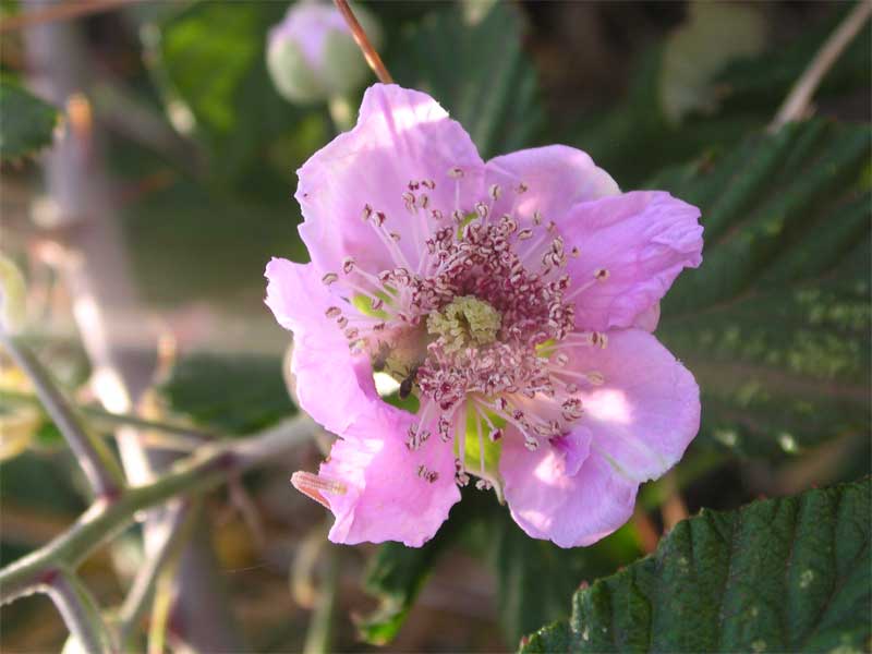 Rubus ulmifolius / Rovo comune