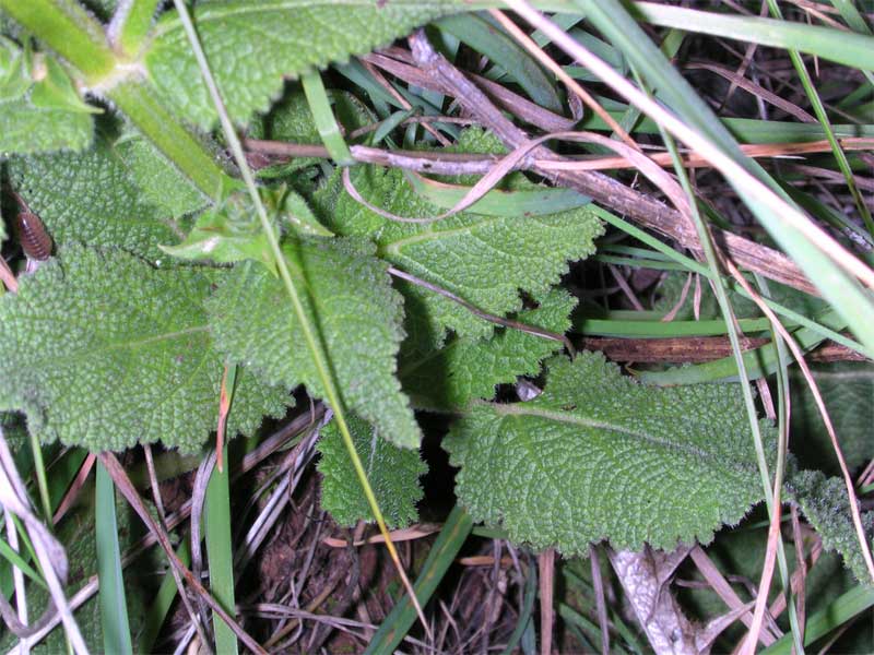 Salvia pratensis / Salvia comune