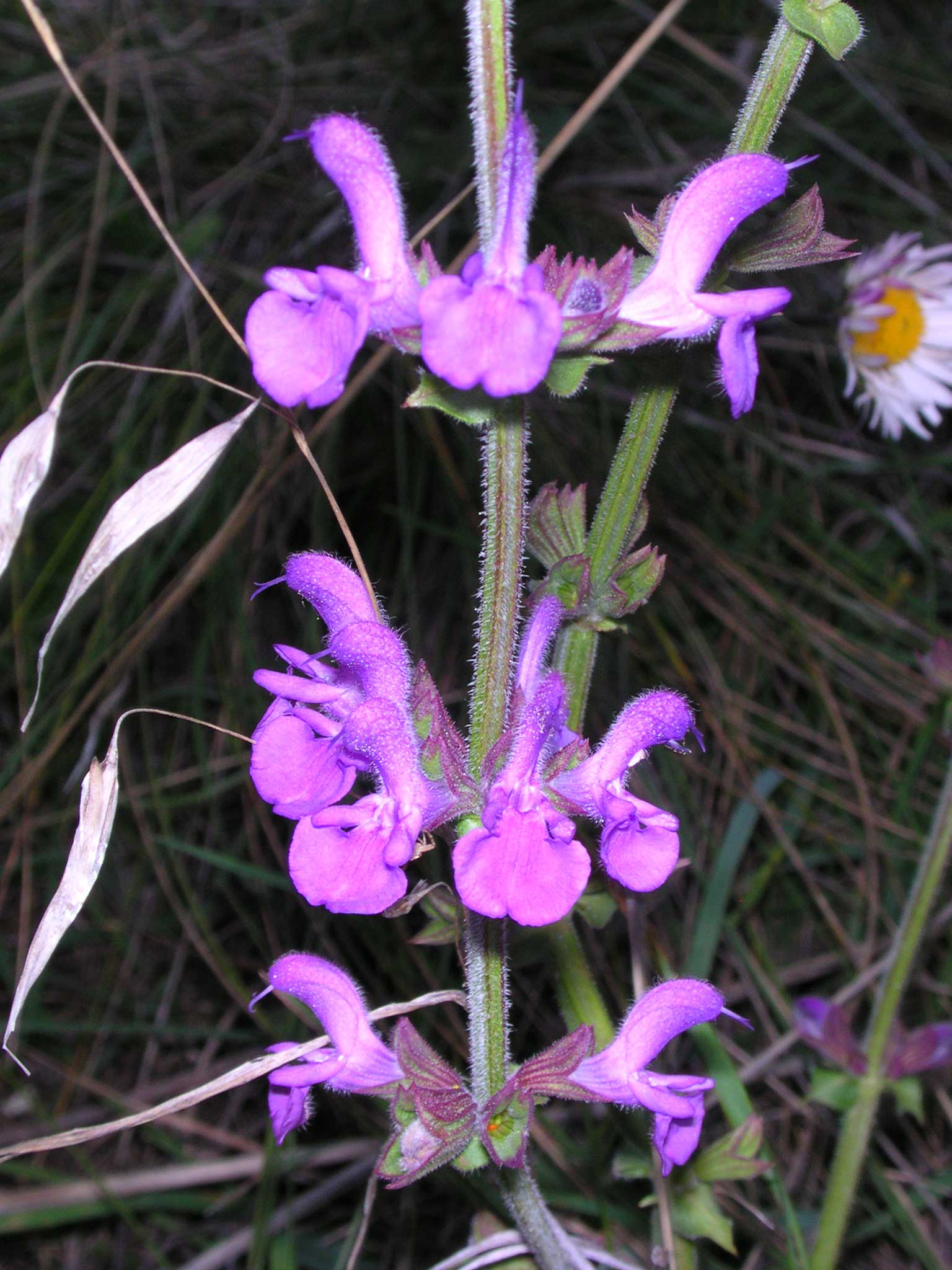 Salvia pratensis / Salvia comune