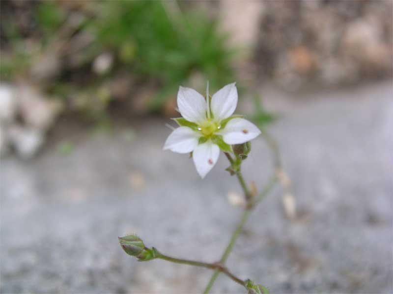 fiore ignoto di macchia