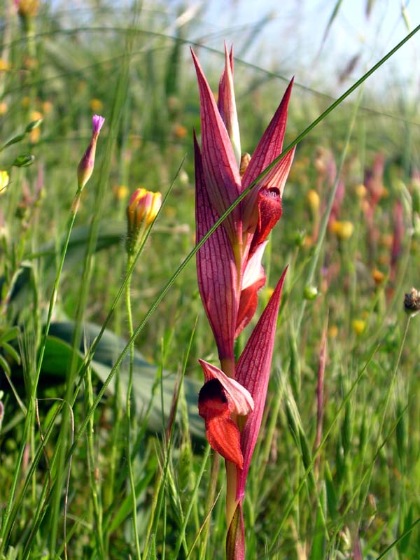 Serapias vomeracea