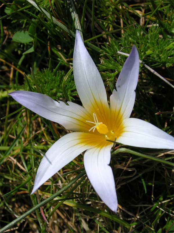 Romulea bulbocodium